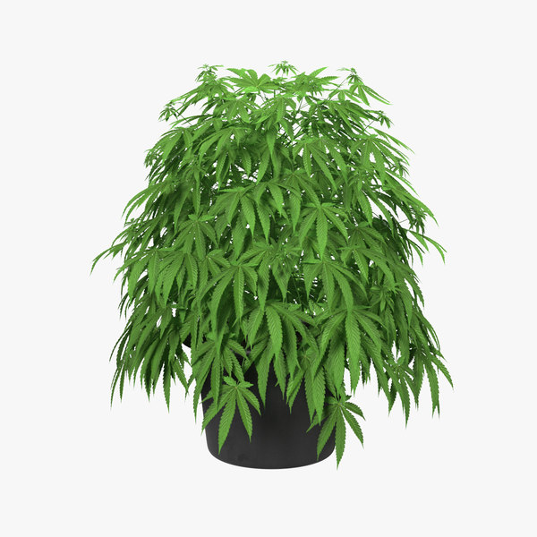 MarijuanaPlantinaPot3dmodel000.jpg495A53