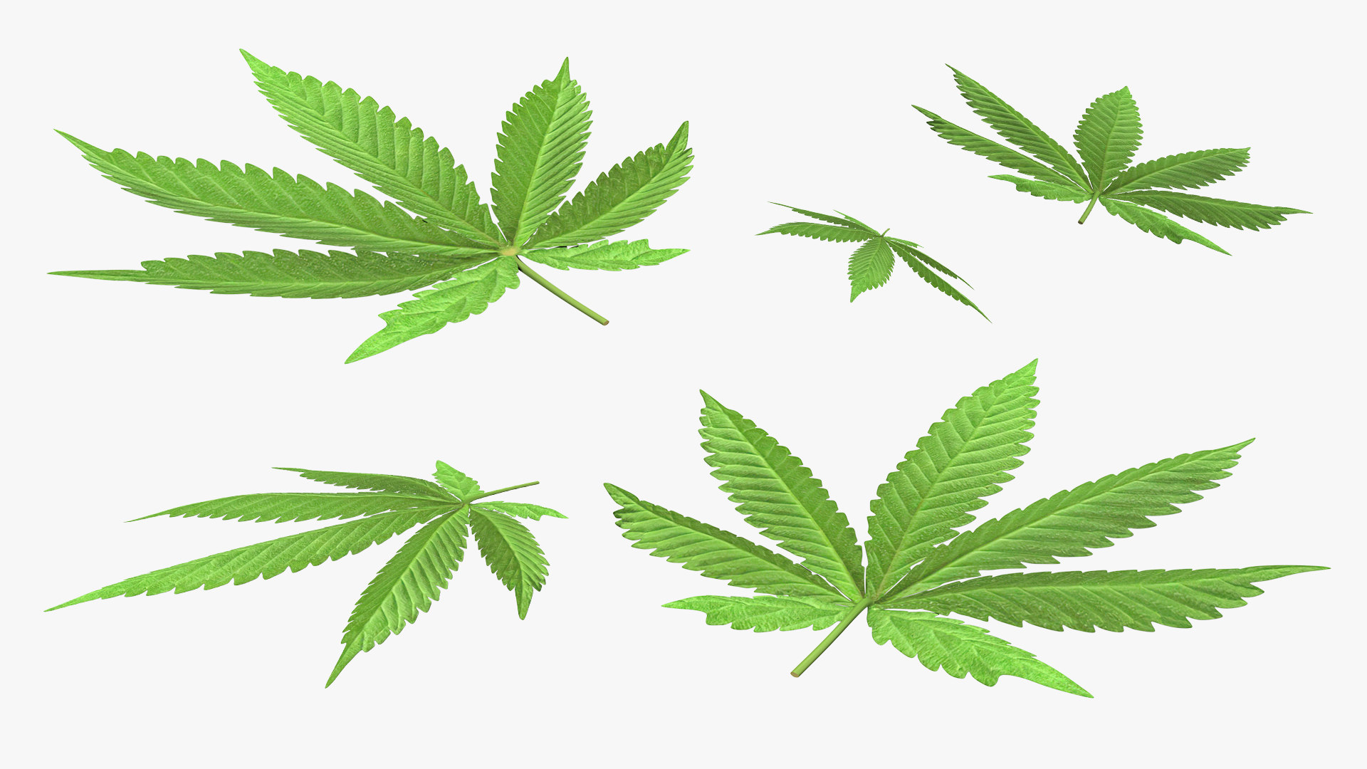  3D  model  cannabis leaf  TurboSquid 1511487