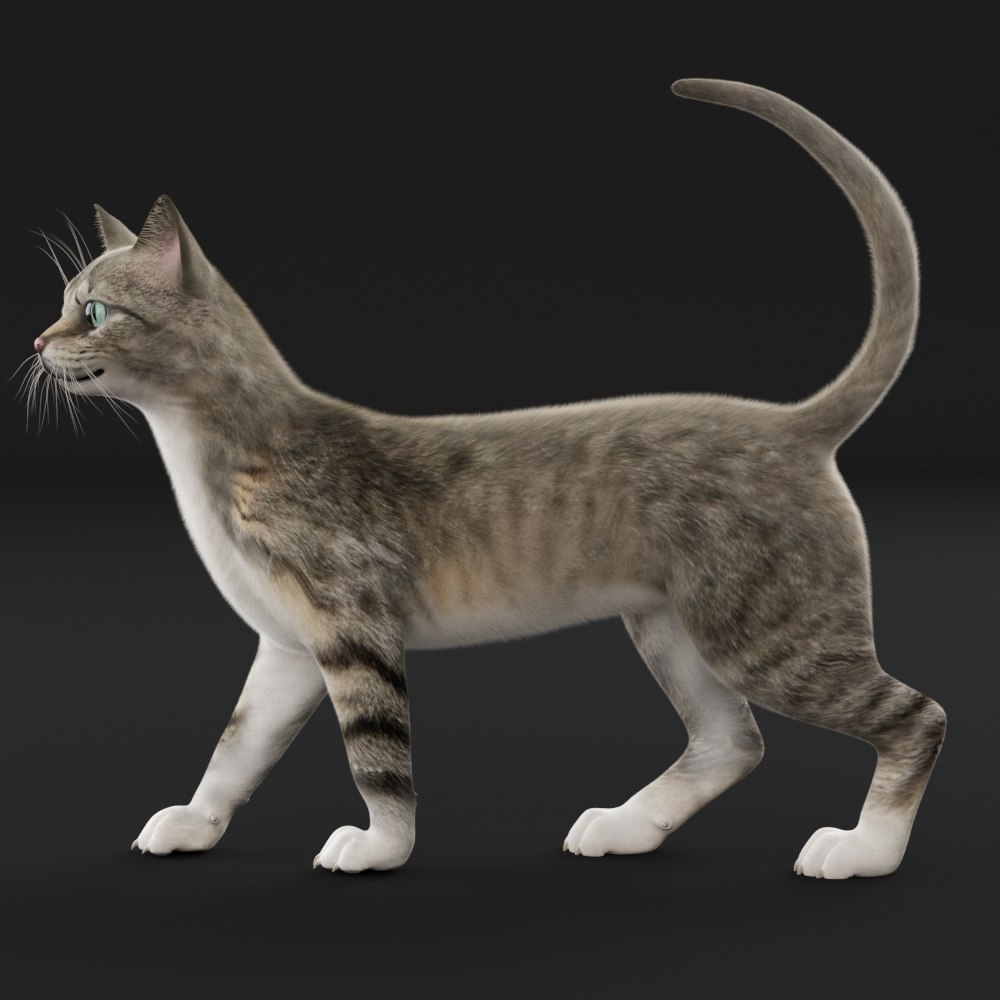 Hair fur cat 3D model - TurboSquid 1511509