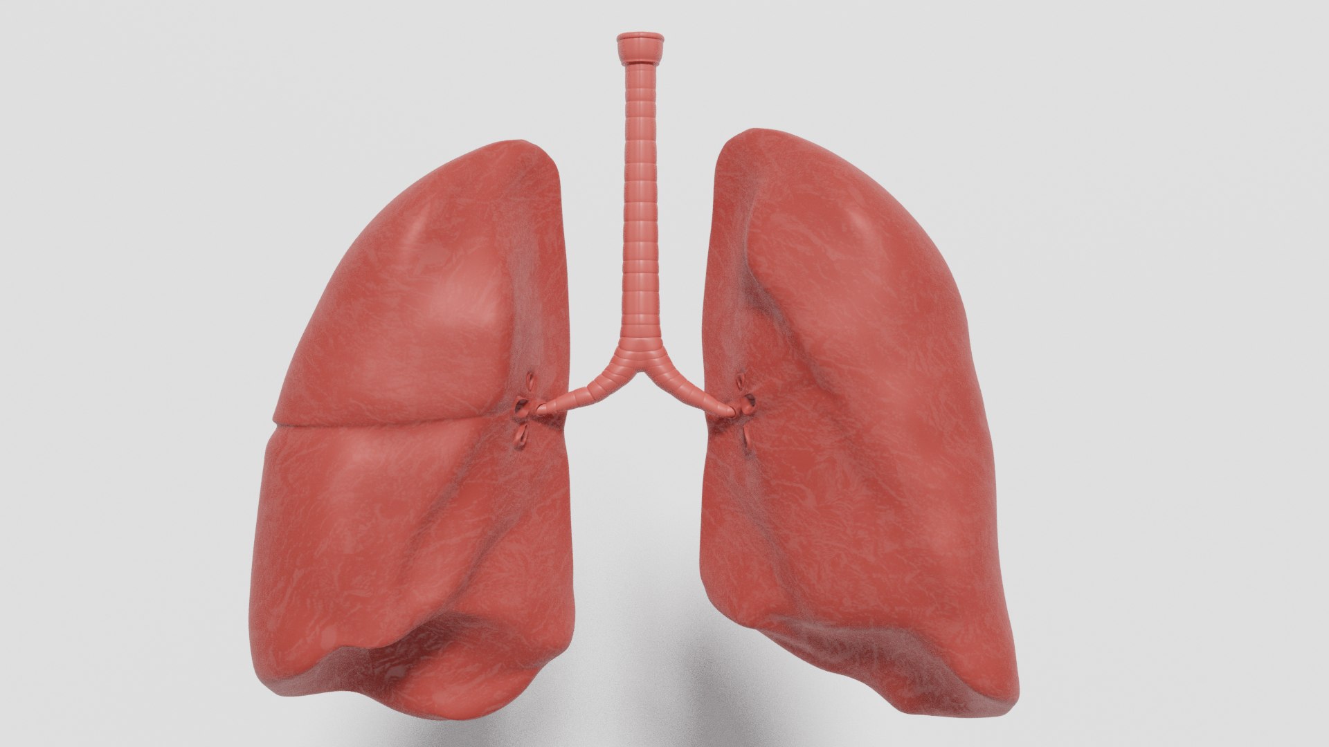 3D model human lung - TurboSquid 1511637