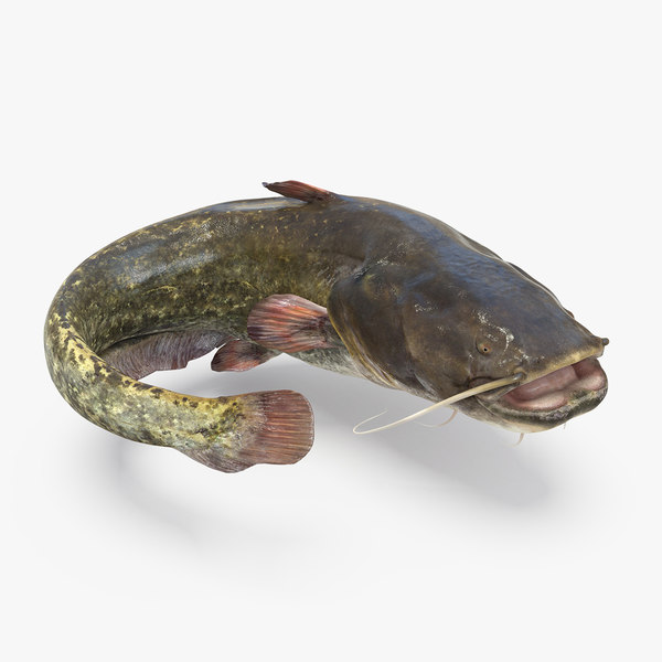 catfish animation model