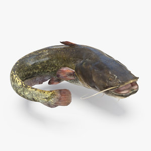 catfish animation model