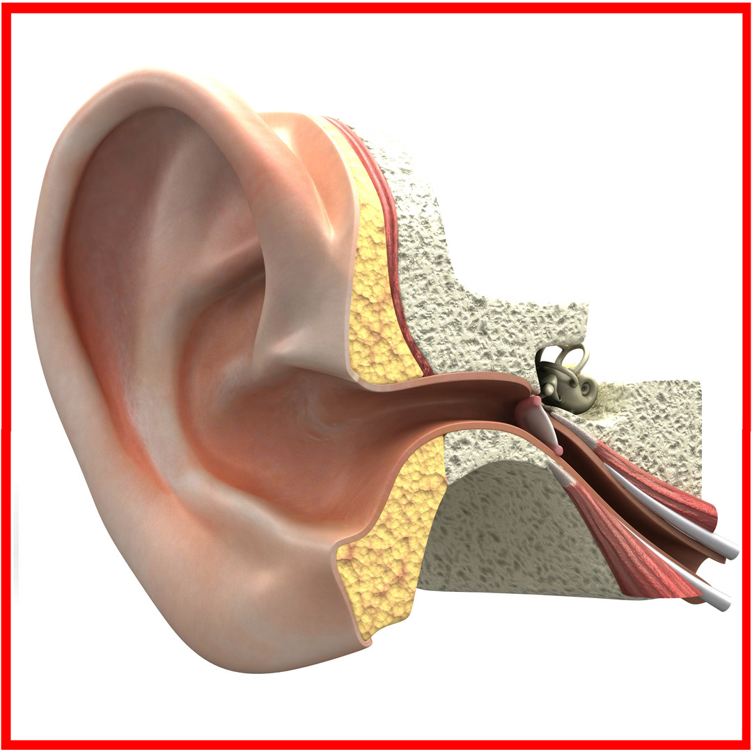 3d inner ear section model