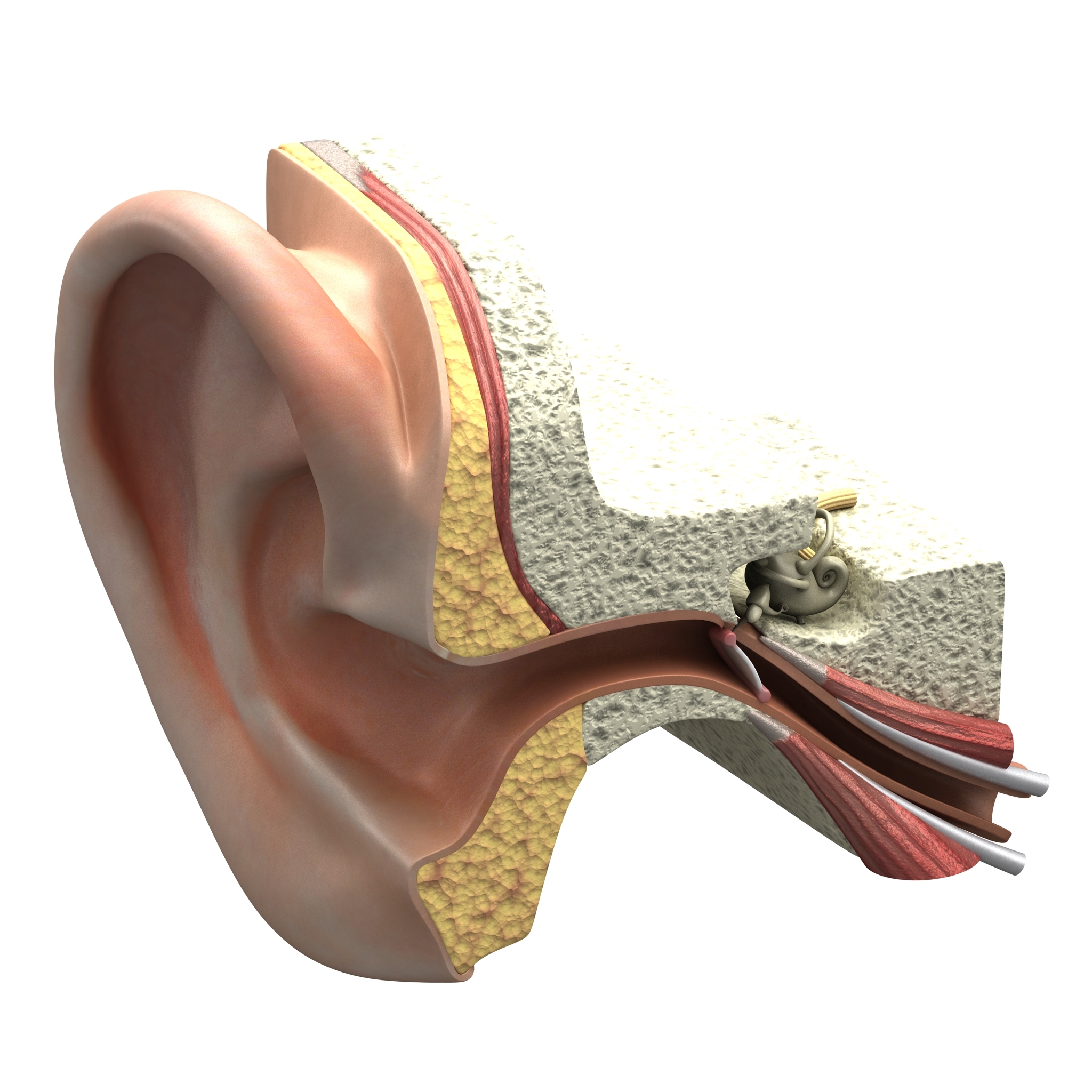 3d inner ear section model