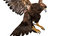 realistic golden eagle rigged 3D model