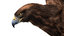 realistic golden eagle rigged 3D model