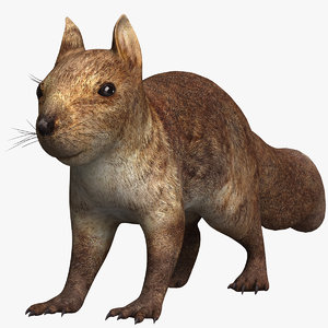 sguirrel 3D model