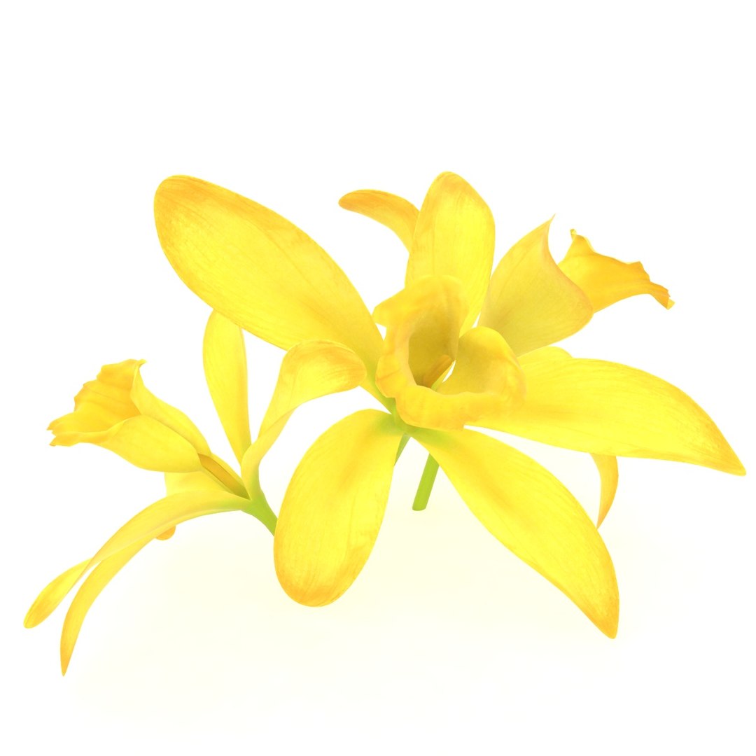 3D model vanilla orchid flower - TurboSquid 1512046