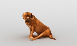 3D scanned olde british bulldog