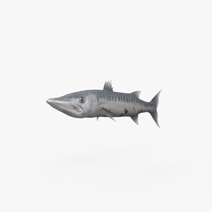 3D barracuda fish animal