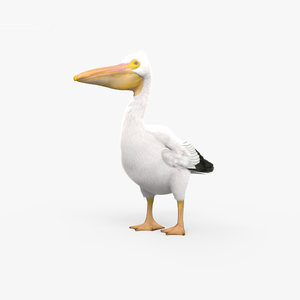white pelican american 3D model