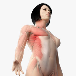 skin asian female skeleton 3D model