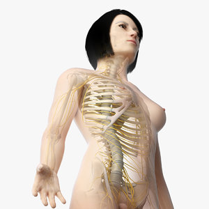 skin asian female skeleton 3D model