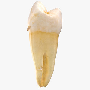 premolar upper jaw 03 3D model