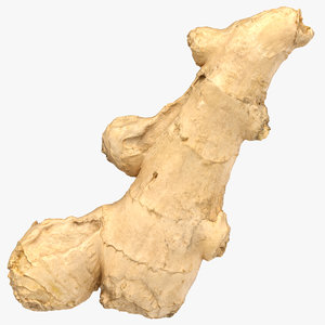 3D ginger root 06 model
