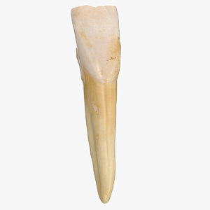 3D incisor lower jaw 02 model