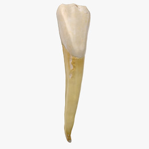 3D model incisor lower jaw 01