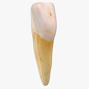 incisor upper jaw central 3D model