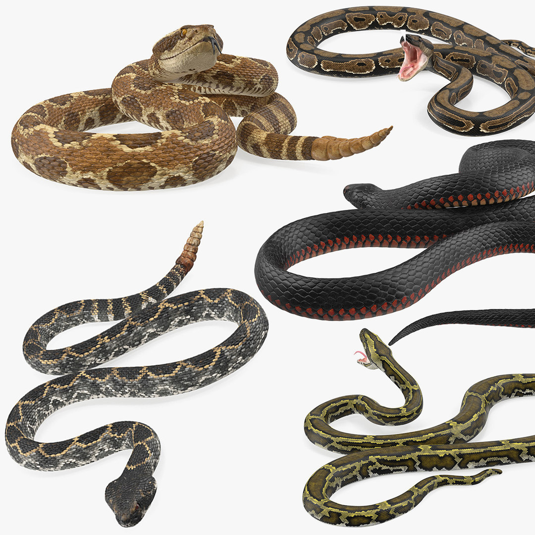 Rigged snakes 3 3D model - TurboSquid 1513217