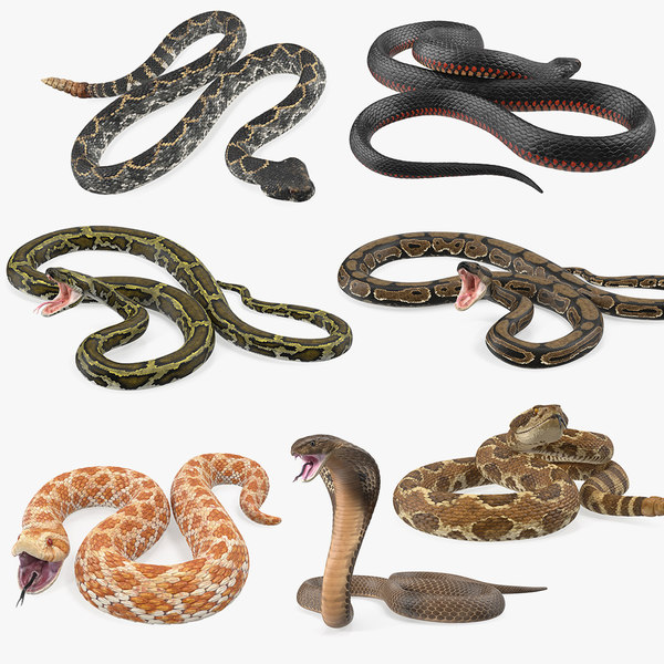 Rigged Snakes Collection 5 Para Cinema 4d Modelo 3d Turbosquid 1513242 Rigged Snakes Collection 5 Para Cinema 4d Modelo 3d Turbosquid 1513242