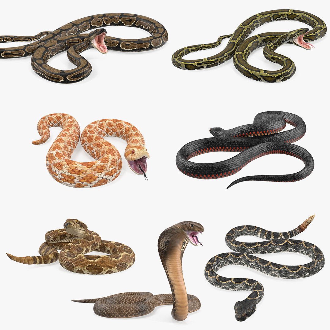 3D model rigged snakes 5 - TurboSquid 1513239