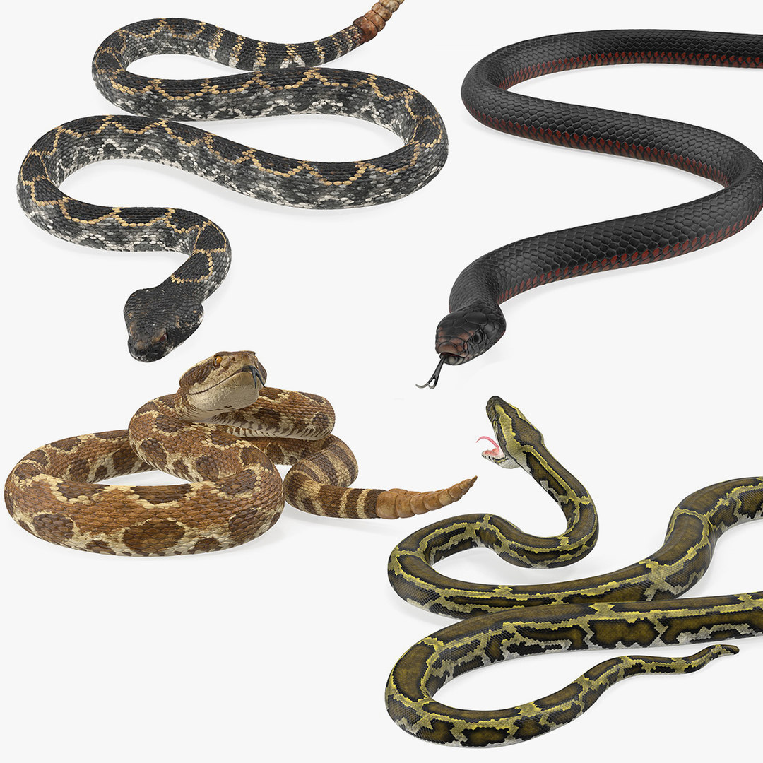 Python model. Питон 3d. Змеи Риги. Serpent1826 модель. Модель питон машина.