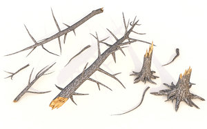 broken tree branches model
