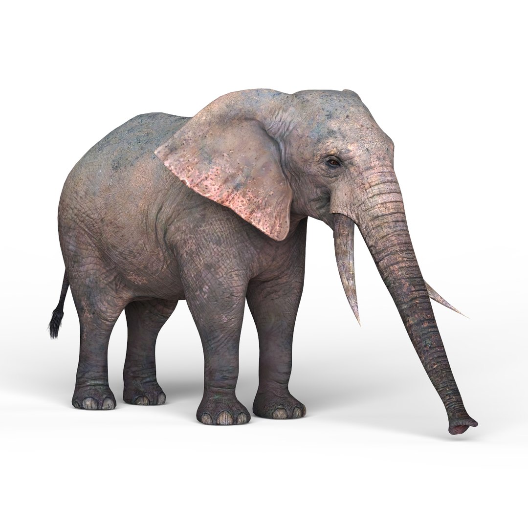 D Elephant Materials Pbr Turbosquid