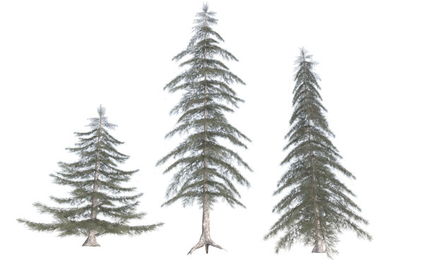 3D conifer trees - TurboSquid 1513550