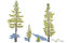 douglas fir trees 3D model