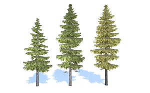 3D spruce trees
