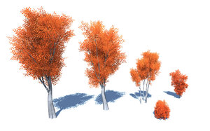 3D stylized colorful leafs tree model