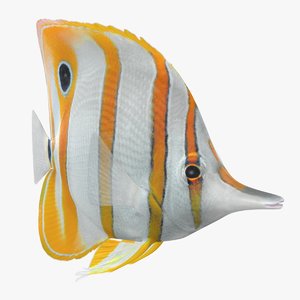 3D copperband butterflyfish animation