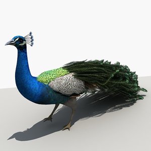 3D peacock bird animal