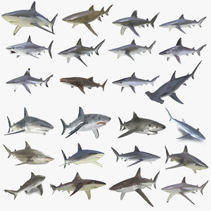 3D sharks rigged 9