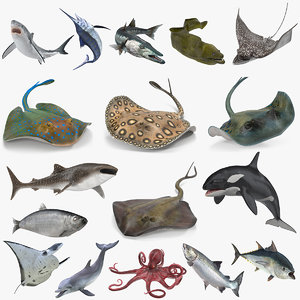 fishes 4 rigged 3D