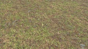 Forest ground PBR Pack 8