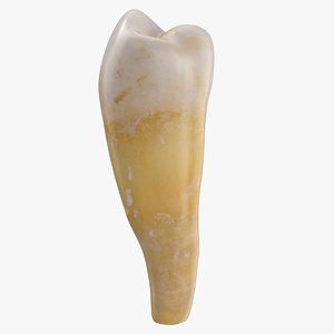 premolar lower jaw 01 3D model