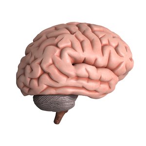 human brain dissection 3D