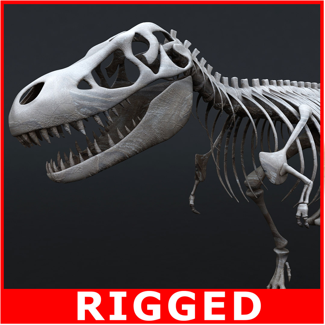 tyrannosaurus skeleton