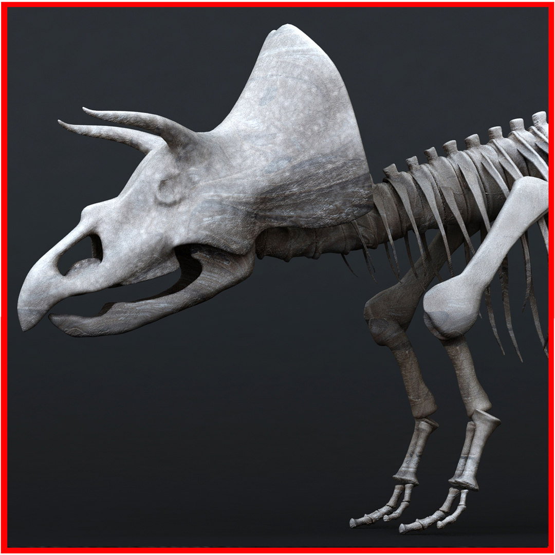 complete t rex skeleton triceratops