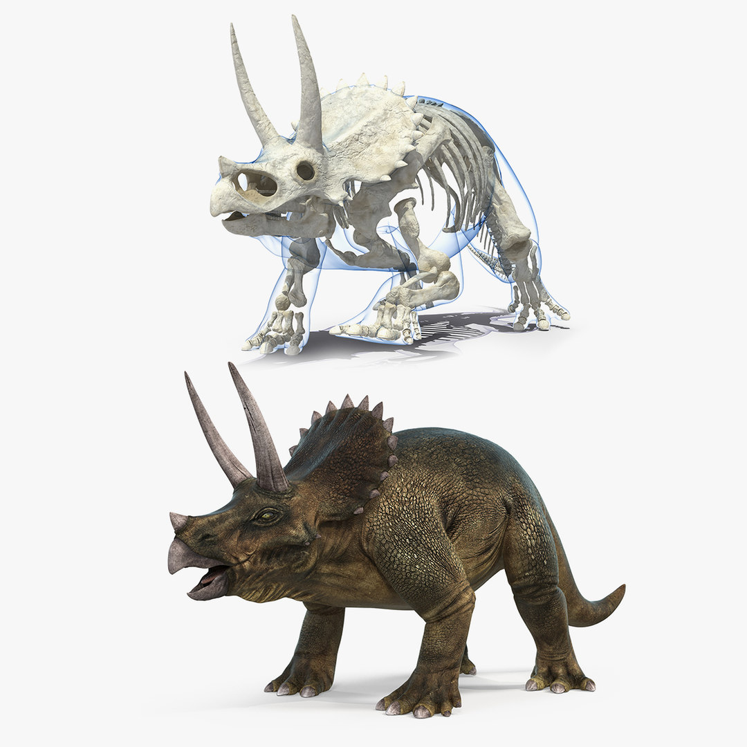 triceratops skeleton big john