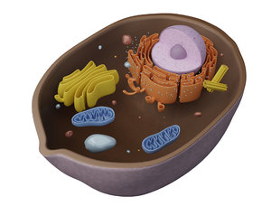 3D cell animal