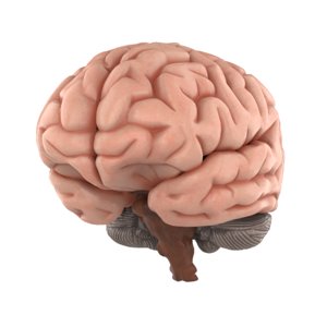 human brain 3D model
