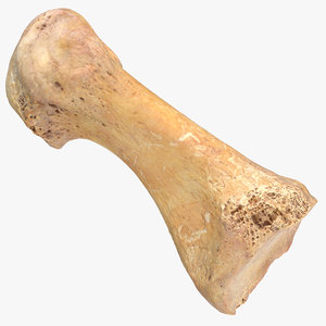 metatarsal bone 01 3D