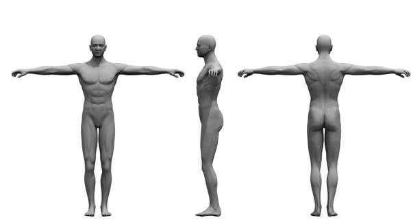 3d Human Body Model Turbosquid