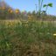 3D pbr meadow plant pack model