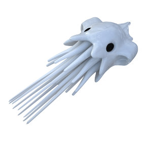 3D jellyfish animal model