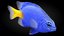 3D yellowtail damselfish rigged