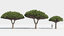 plants africa trees growfx model